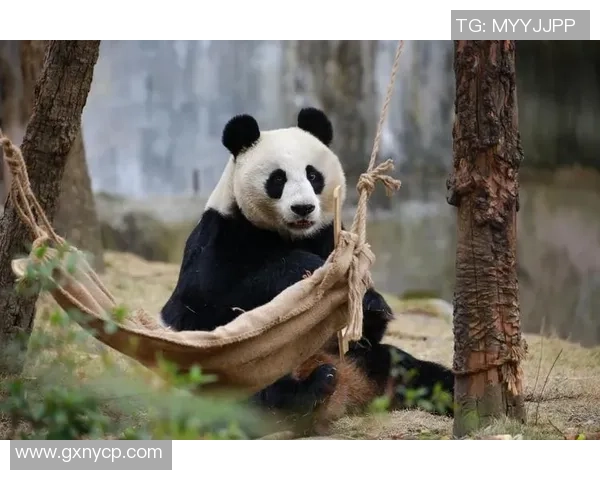 足球明星与大熊猫亲密合影瞬间，温馨互动展现非凡魅力